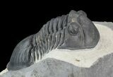 Paralejurus Trilobite Ofaten, Morocco #43125-5